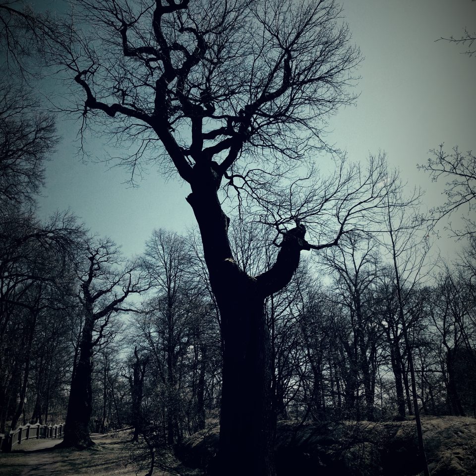 En mörk, höstig bild med en träd som har tappat sina löv.